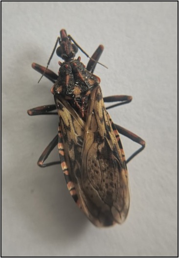 Vector de enfermedad de Chagas